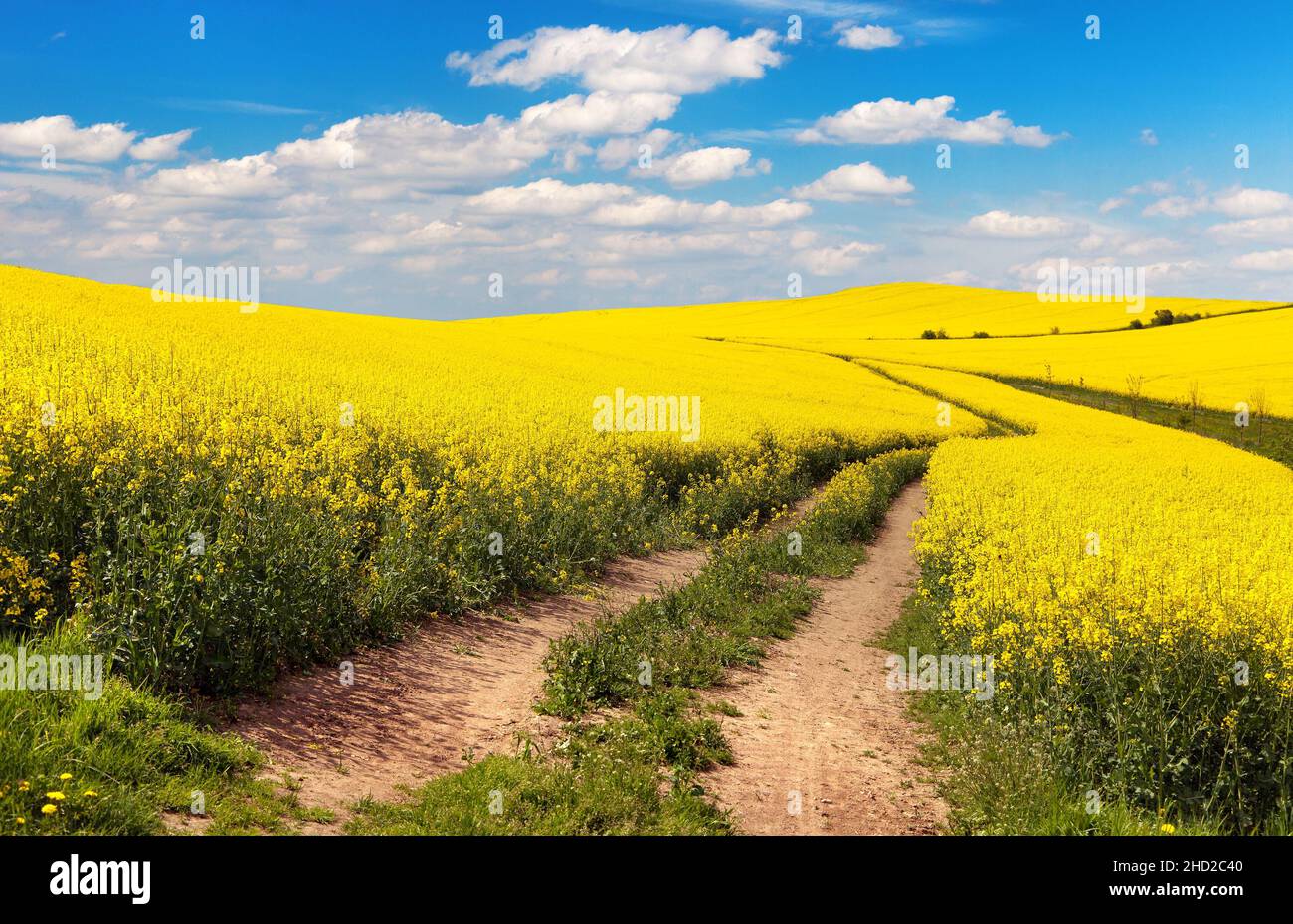 Campo di colza, canola o colza in latino Brassica napus con strada rurale e bella nube, la colza è una pianta per l'energia verde e l'industria verde, Foto Stock