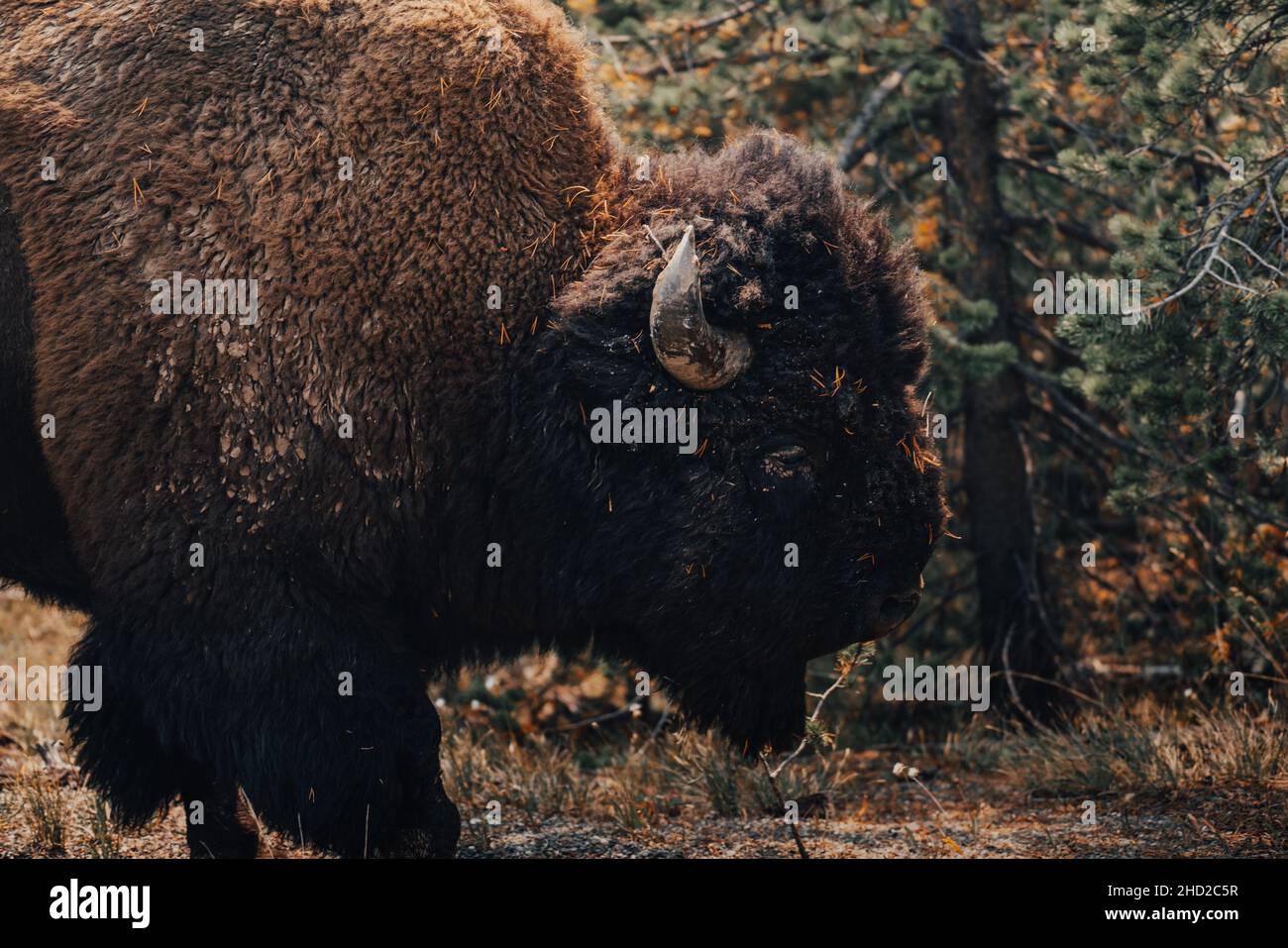 Primo piano di un bisonte di furry su un campo Foto Stock Primo piano di un bisonte di furry su un campo Foto Stock