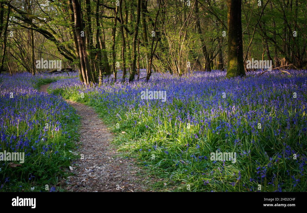 Un percorso attraverso le campane illuminate dalla luce del mattino presto nel bosco del Sussex. Foto Stock