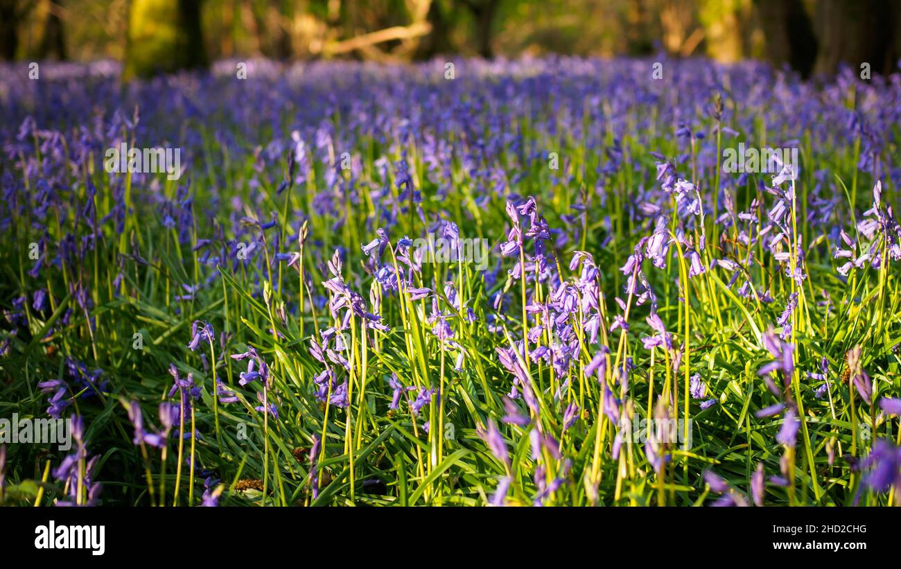 Qui in Sussex a fine primavera i boschi sono pieni di bluebells inglesi, quest'anno è stato un buon anno Foto Stock