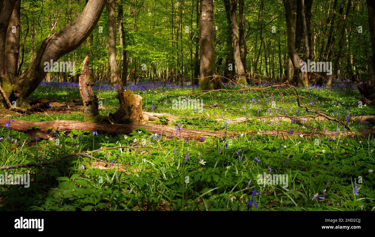 Bluebells, anenomes e che log Foto Stock