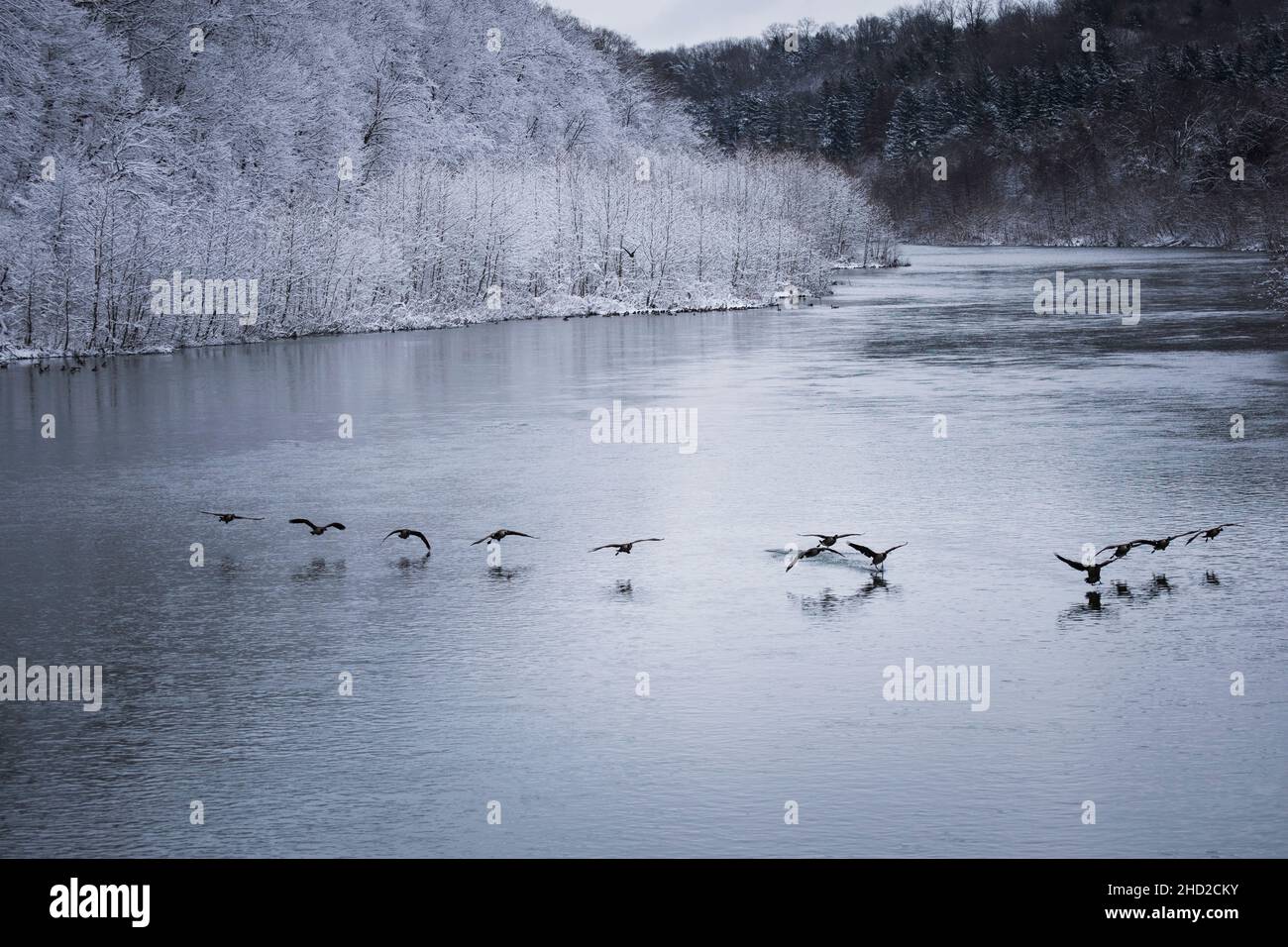 Oche canadesi che volano in inverno Foto Stock