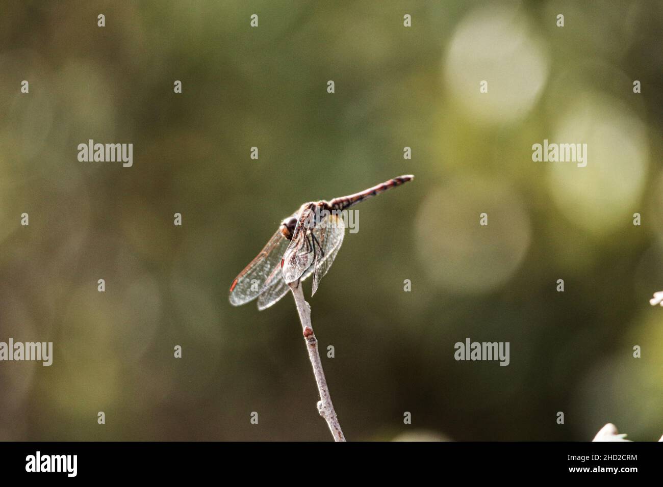 Fuoco selettivo sparato di una libellula in piedi su un ramo di legno Foto Stock