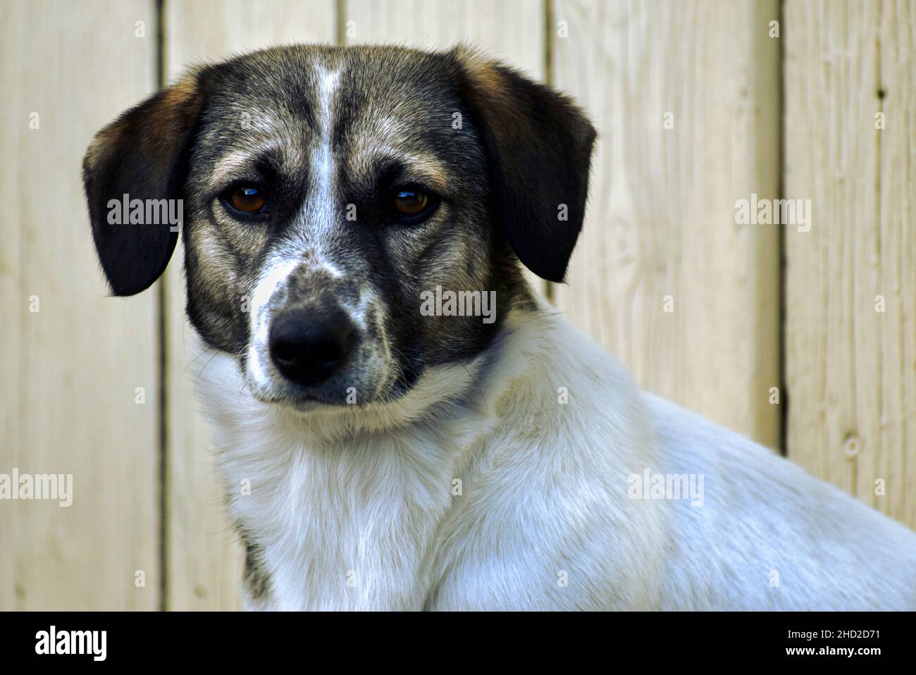 Ritratto di un cane premuroso che guarda la fotocamera su uno sfondo con pannelli di legno all'aperto Foto Stock