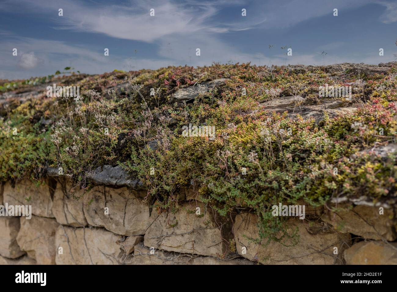 Varie piante alpine colorate che crescono sulla parte superiore di un muro in Borgogna Francia Foto Stock