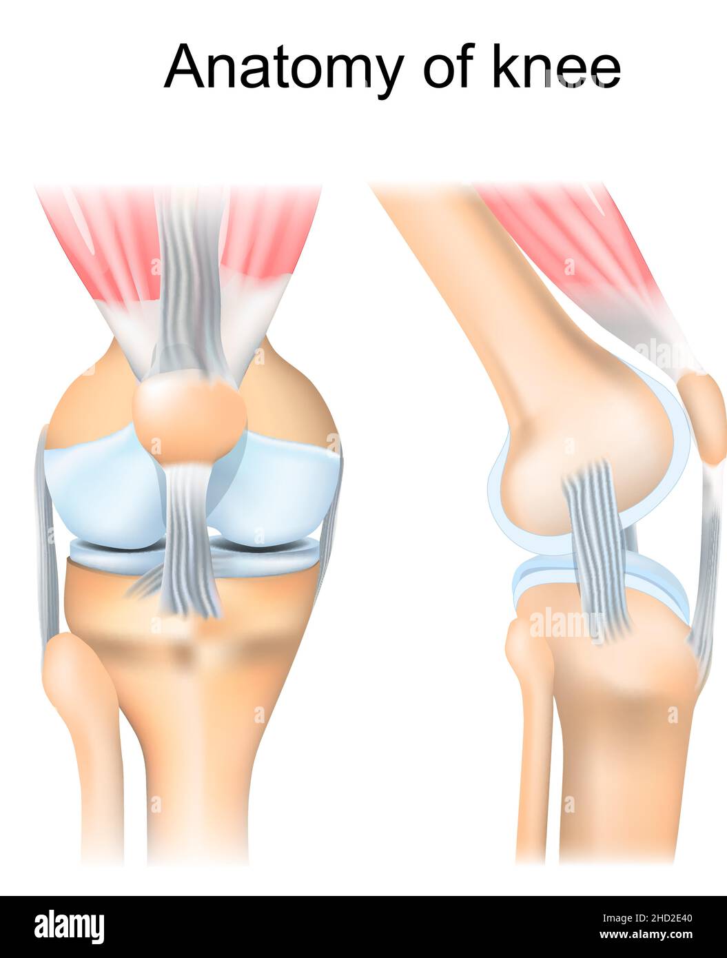 Anatomia del ginocchio. Struttura articolare umana. Aspetti laterali e frontali del ginocchio destro. Poster vettoriale Illustrazione Vettoriale