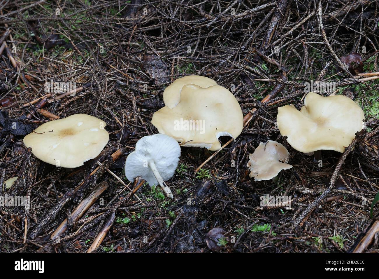 Melanoleuca grammopodia, comunemente nota come cavaliere scanalato, fungo selvatico dalla Finlandia Foto Stock