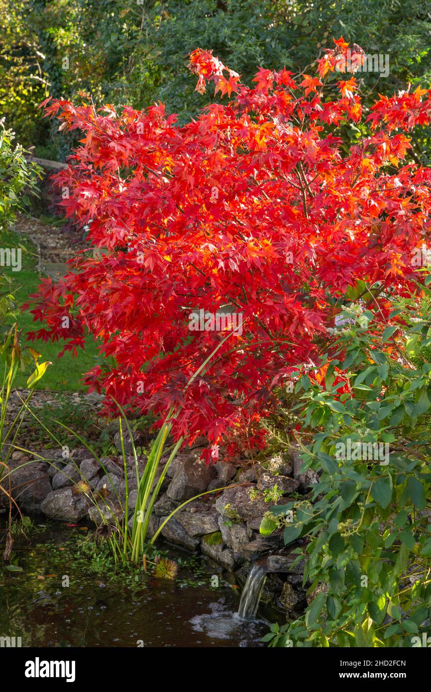 Acer palmatum Osakazuki crescere accanto a un laghetto giardino con una cascata, nel mese di novembre, autunno autunno caduta colore giardino Foto Stock