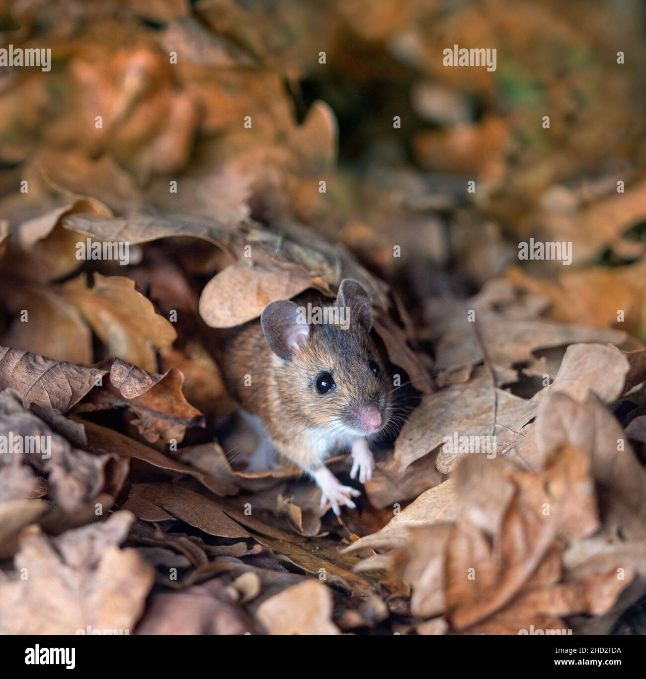 Wood Mouse Apodemus sylvaticus Foto Stock