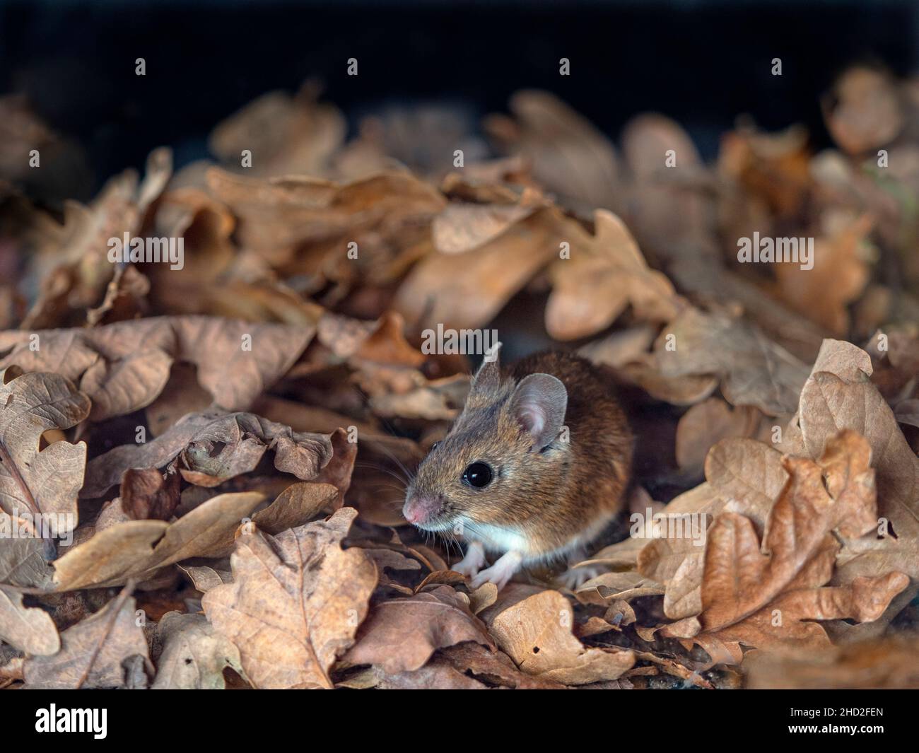 Wood Mouse Apodemus sylvaticus Foto Stock
