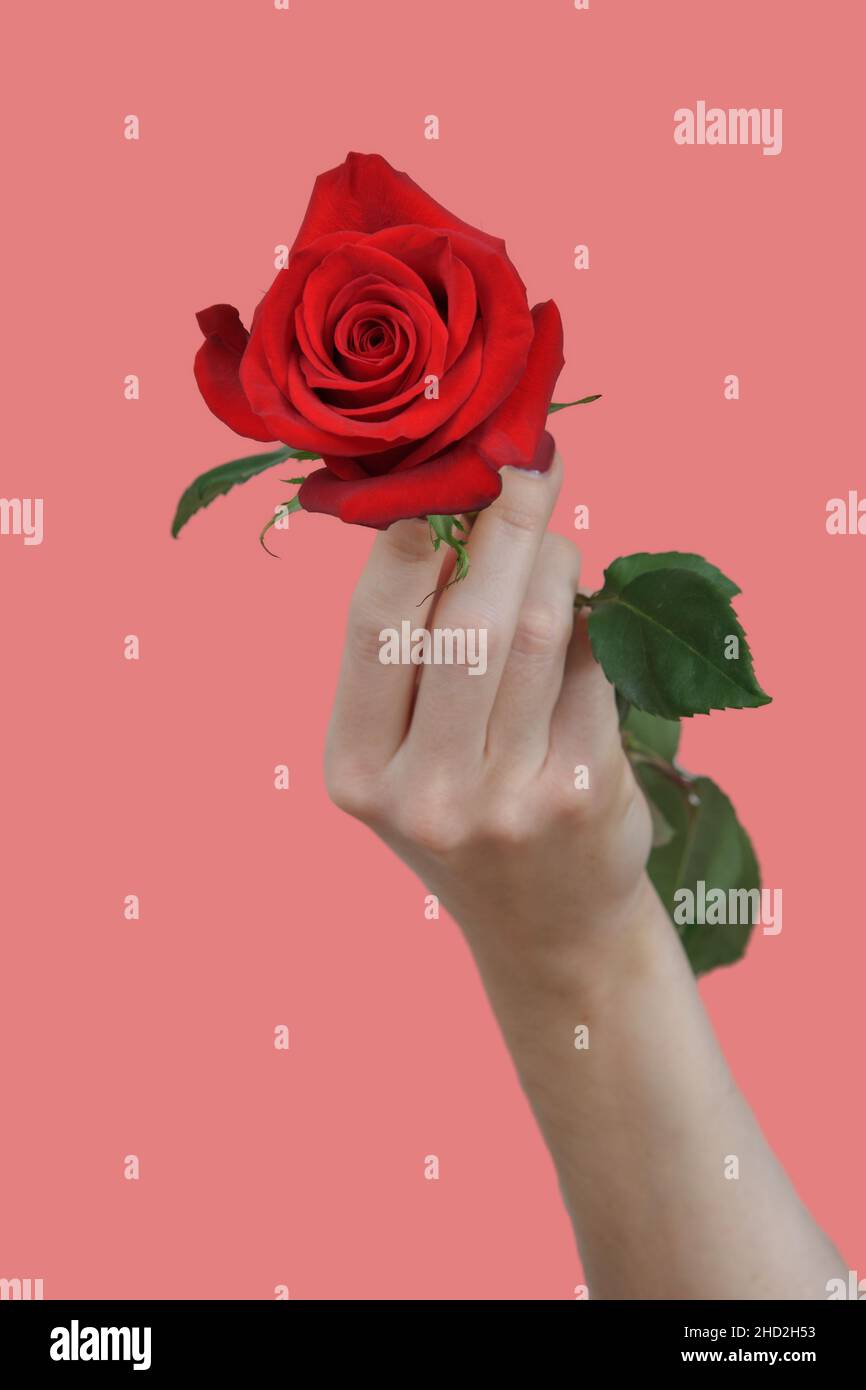 Una mano con belle unghie rosse che tengono una rosa rossa su sfondo rosa Foto Stock