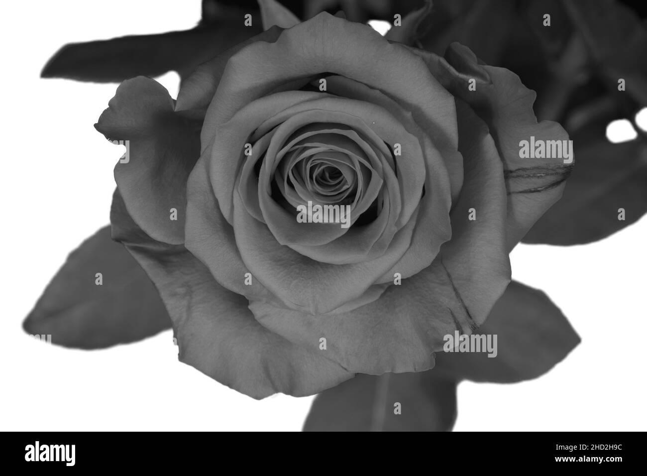 Primo piano di una bella rosa in bianco e nero Foto Stock
