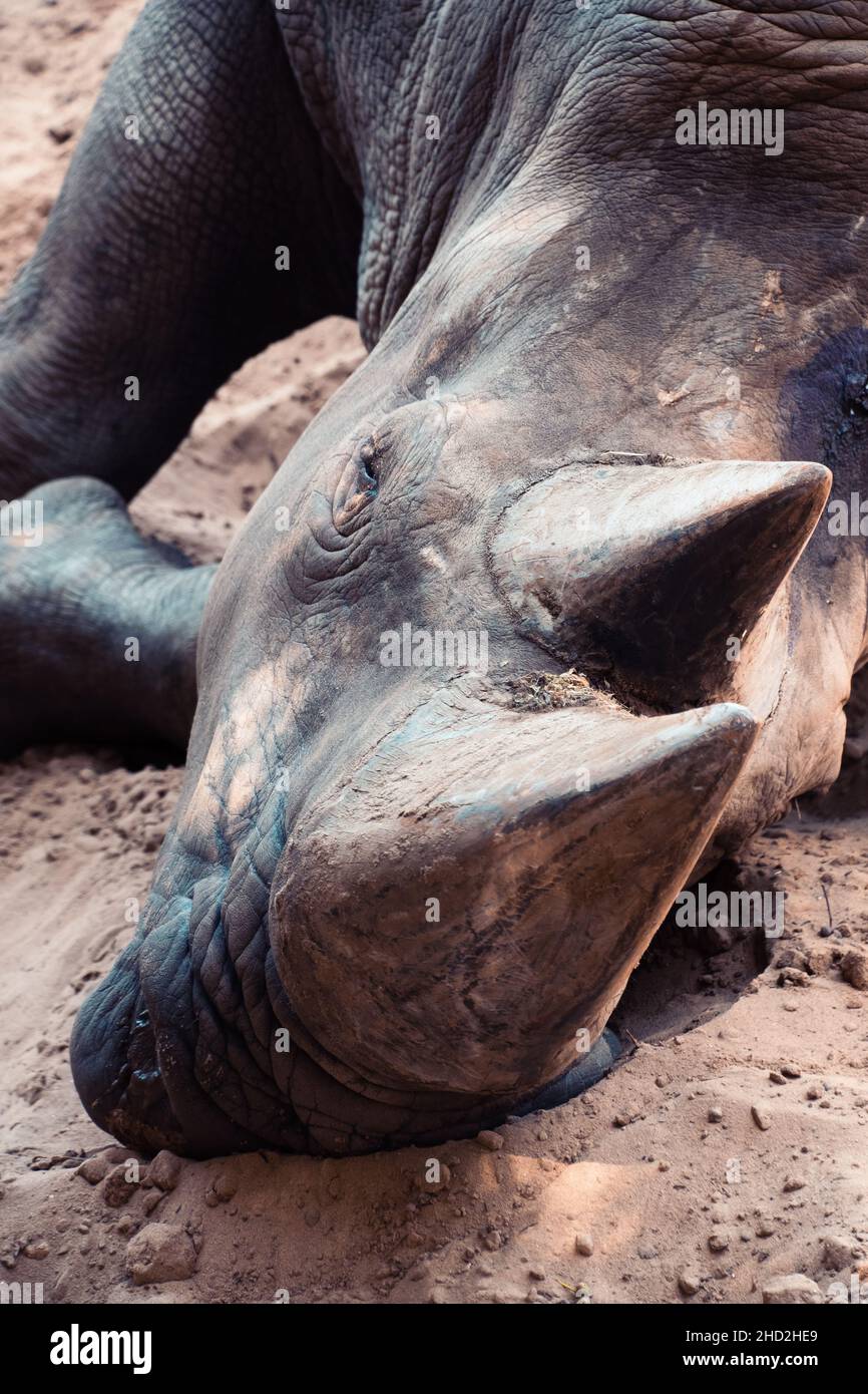 Bianco rhinoceros Palmyre zoo a Les Mathes Francia Foto Stock