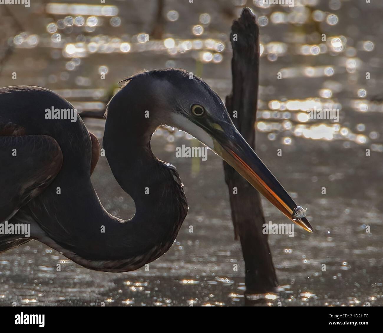 Closeup estremo di Great Blue Heron con piccoli pesci nel suo becco e guardando l'un l'altro Foto Stock