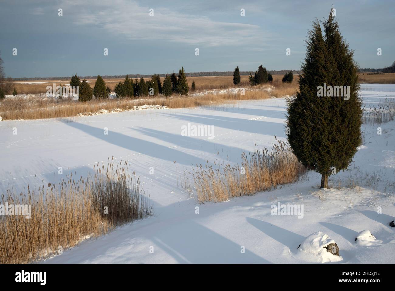 Ghiaccio innevato nel lago Kaņieris, uno dei migliori siti di osservazione degli uccelli nel Parco Nazionale di Kemeri, Lettonia Foto Stock