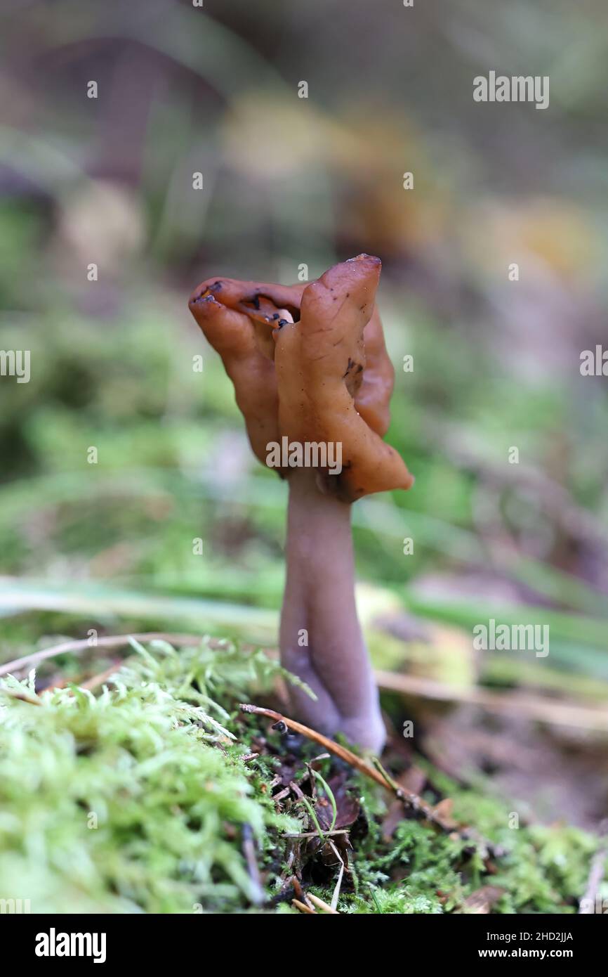 Gyromitra ambigua, comunemente noto come mutevole falso morello, fungo selvatico dalla Finlandia Foto Stock