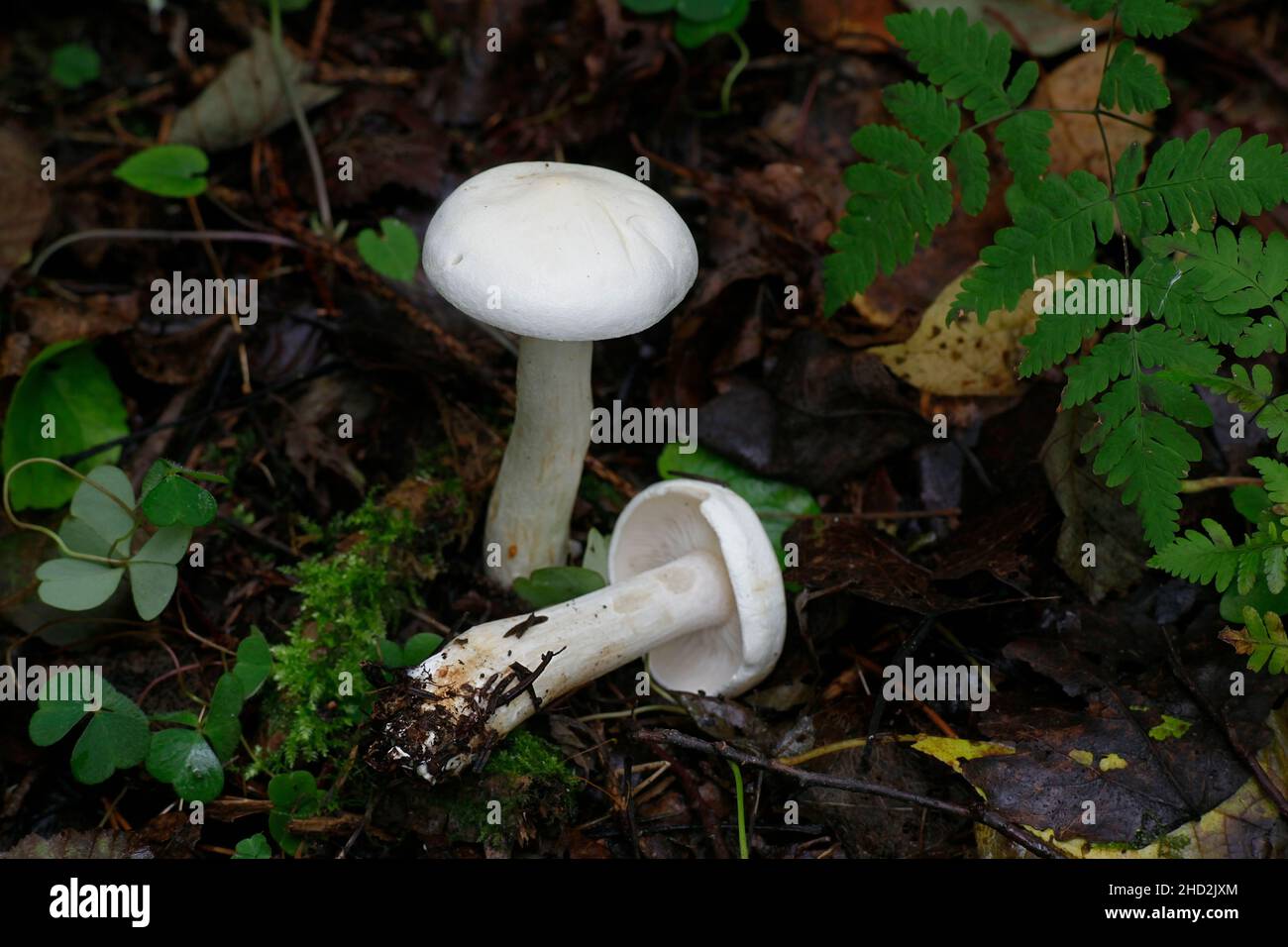 Tricholoma stiparophyllum, noto come cavaliere chimico, fungo selvatico dalla Finlandia Foto Stock