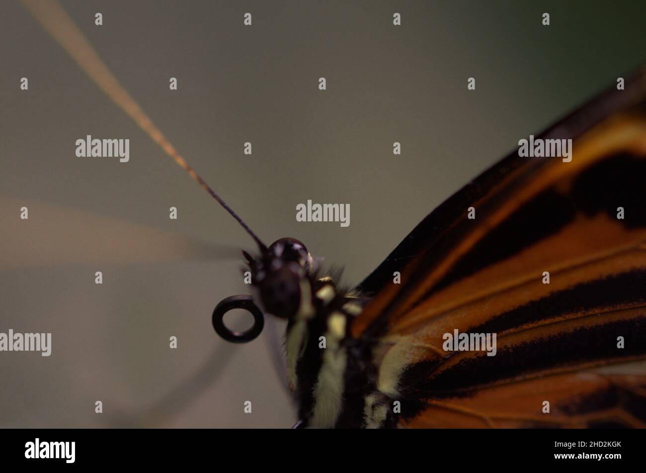 Un primo piano di una farfalla dell'ala della tigre disturbata. Foto Stock