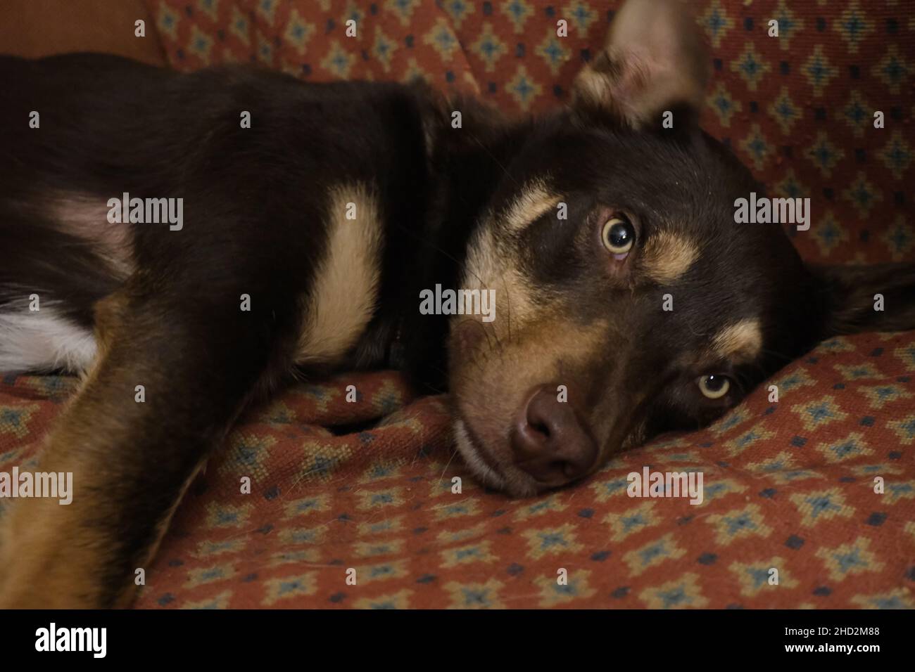 Kelpie australiana e collie bordo cross dog. Foto Stock