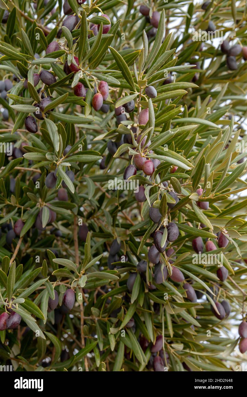 Particolare dell'olivo (Olea Europaea) pieno di frutti maturi Foto Stock