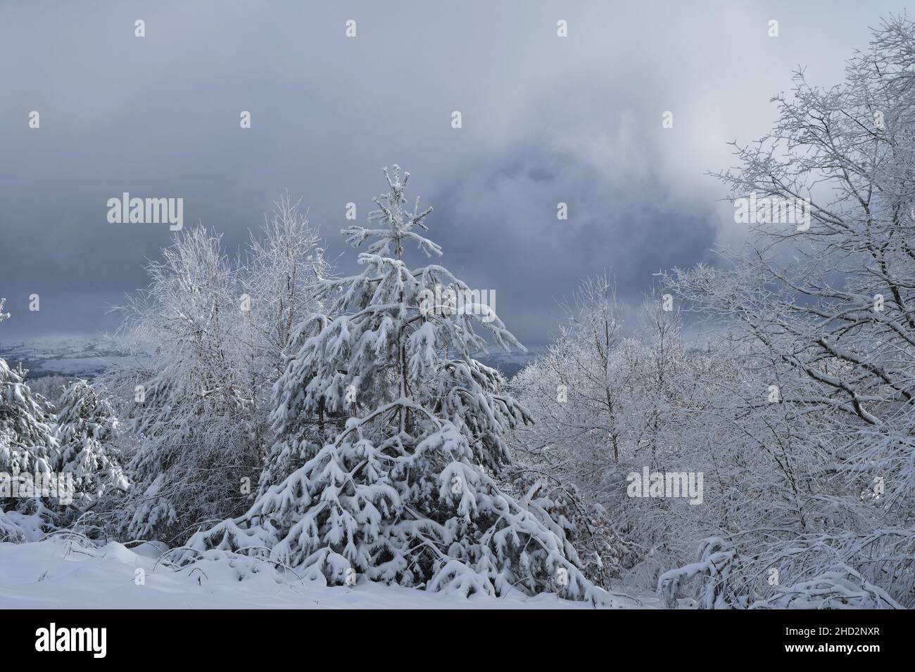 Neve ghiacciata sugli alberi After.a tempesta di neve Foto Stock