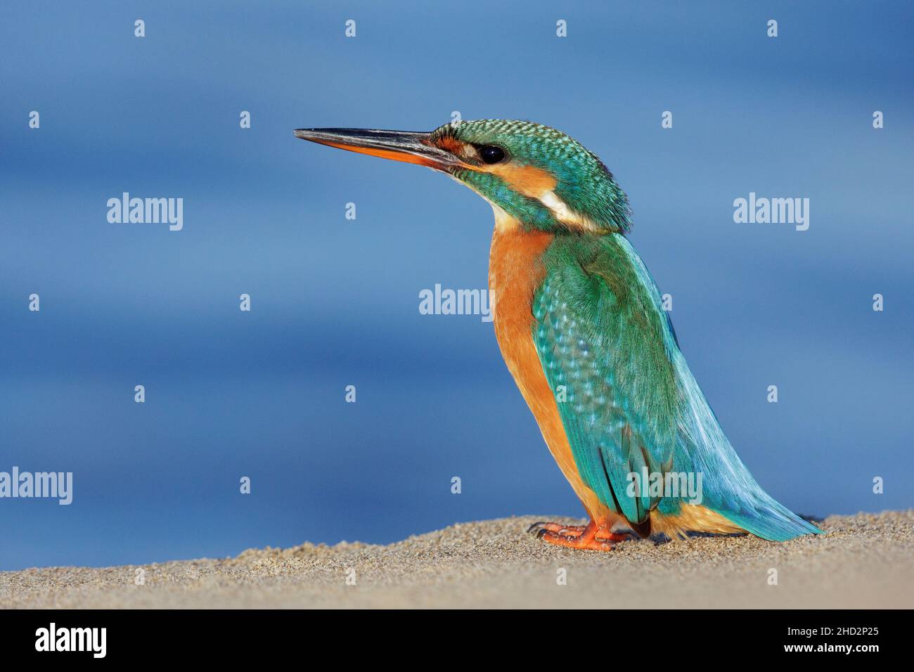 Comune Kingfisher (Alcedo atthis), vista laterale di una donna adulta in piedi sulla sabbia, Campania, Italia Foto Stock