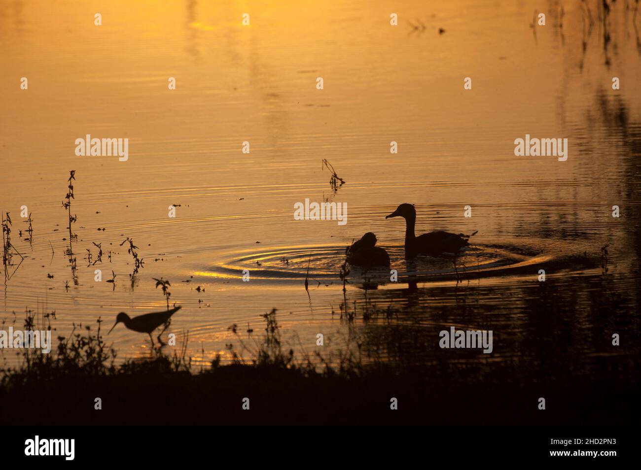 Teal e Slilt al tramonto. Il Parco Nazionale di Yala è un'enorme area di foresta, praterie e lagune che costeggiano l'Oceano Indiano, nel sud-est dello Sri Lanka. Ospita animali selvatici come leopardi, elefanti e coccodrilli, oltre a centinaia di specie di uccelli. Nell'entroterra, Sithulpawa è un antico monastero buddista. Le grotte vicine contengono dipinti rupestri secolari. A sud-ovest, il Magul Maha Viharaya ha anche antiche rovine buddiste. Entrambi sono luoghi di pellegrinaggio. Sri Lanka. Foto Stock