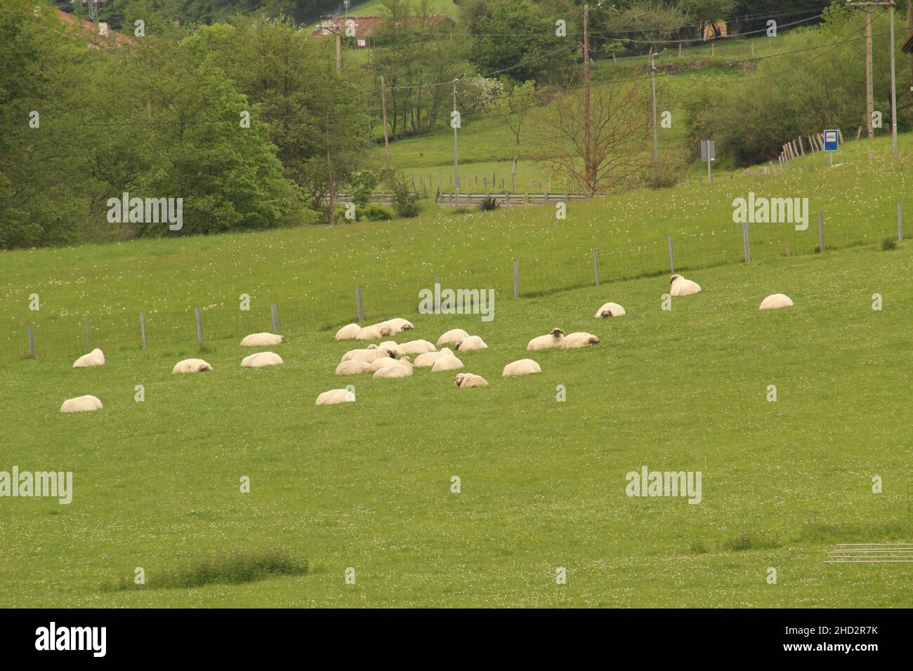 Bella vista di pecore in un campo Foto Stock