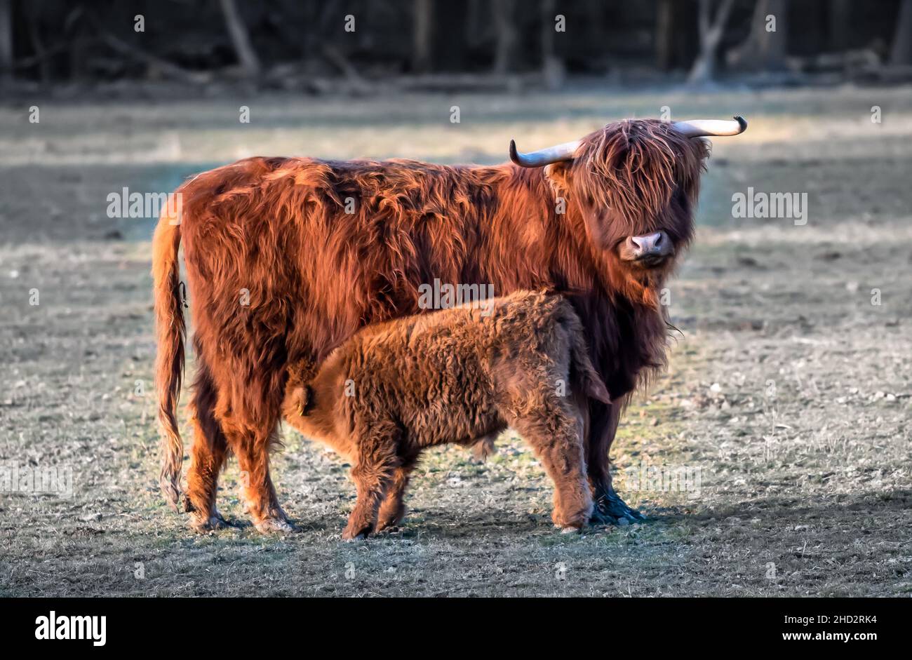 Mucca di bestiame scozzese delle Highland con latte da bere di vitello Foto Stock