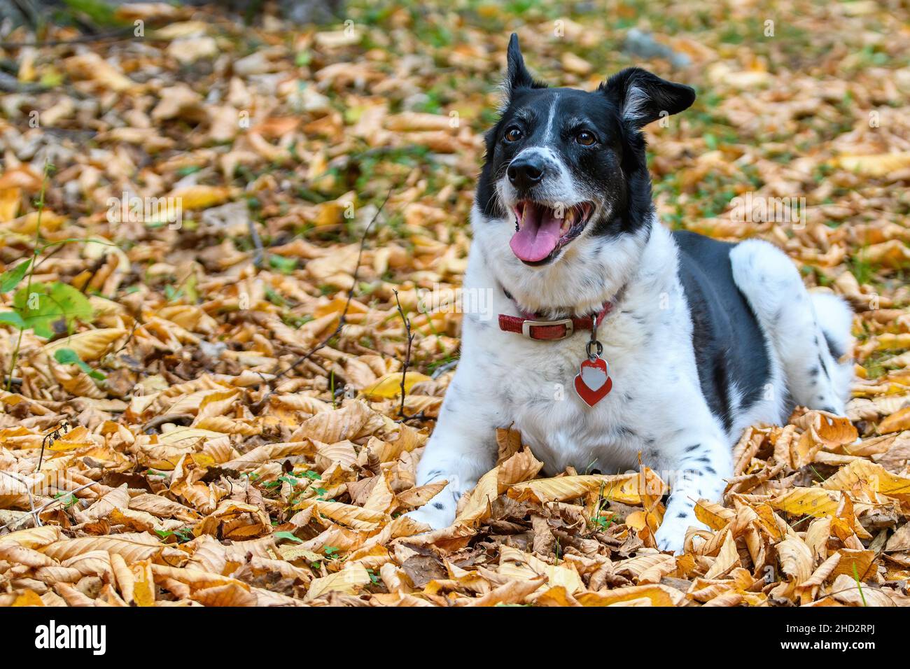 Un corto capelli bordo collie cane giacente in foglie autunno caduto da alberi. Ha un colletto rosso e etichette da lavoro (testo rimosso). La bocca è aperta. Foto Stock