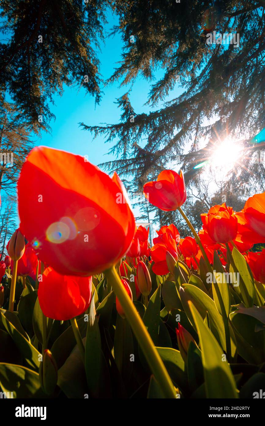 Tulipani arancioni. Tulipani arancioni e raggi solari con luce solare. Foto di sfondo della storia verticale in fiore di primavera. Emirgan Istanbul Turchia. Selettivo foc Foto Stock