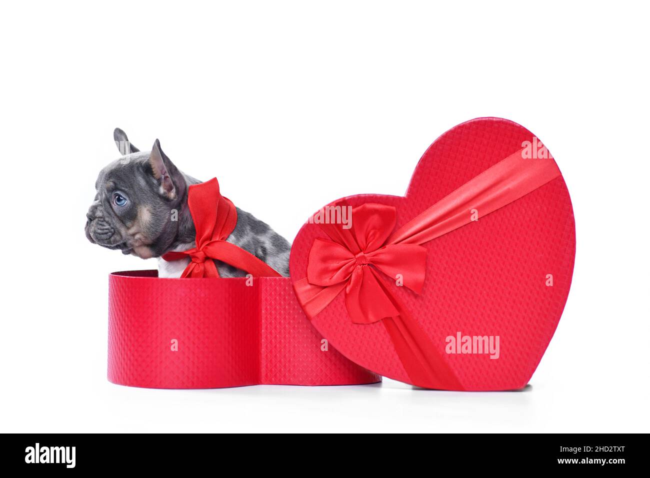 Merle Puppy cane Bulldog francese in scatola regalo San Valentino a forma  di cuore rosso su sfondo bianco Foto stock - Alamy