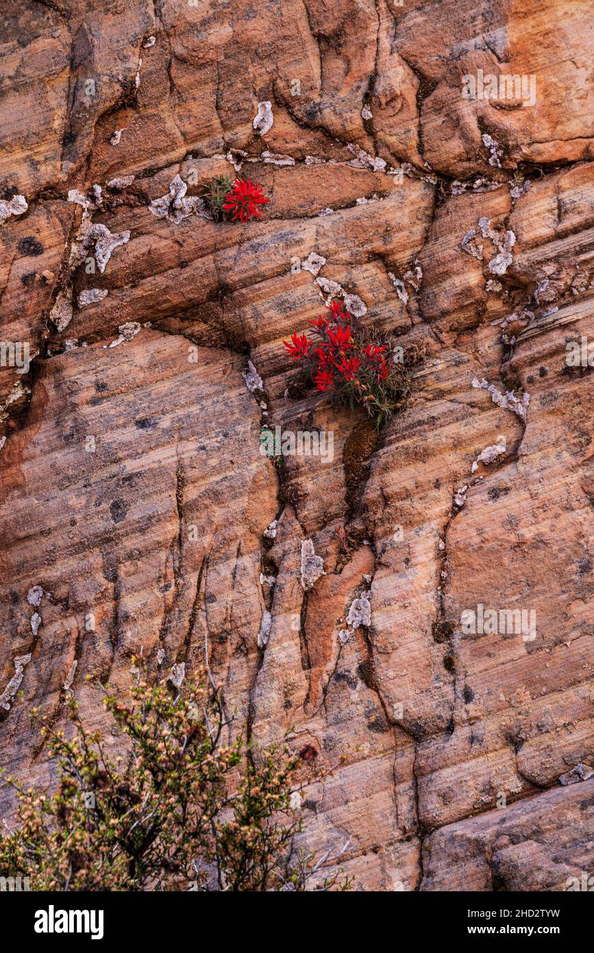 I fiori di Indian Paintbrush si aggrappano alle scogliere di arenaria nel Parco Nazionale di Zion vicino Springdale, Utah Foto Stock