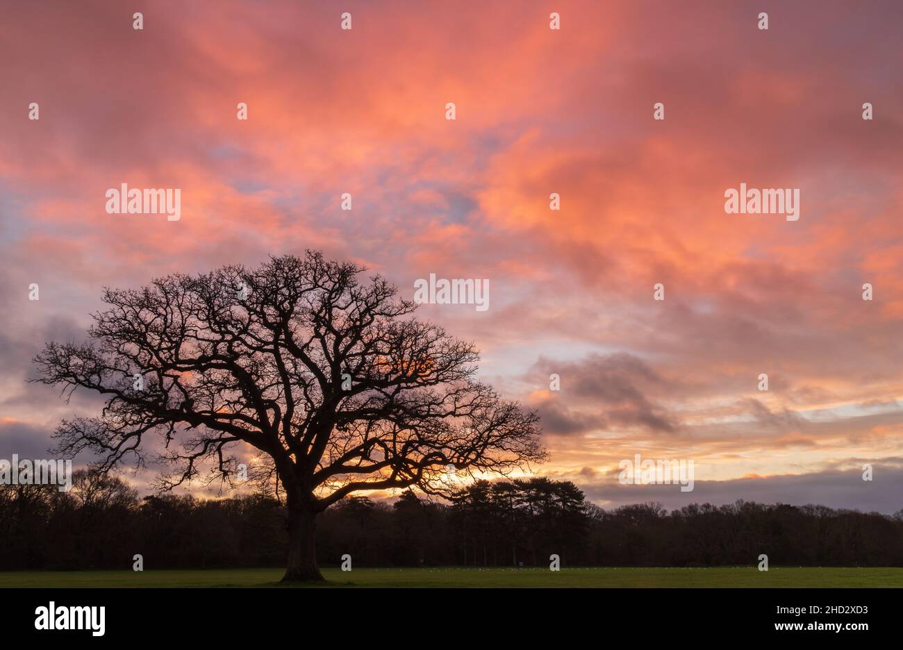 Alba all'Oak Tree, sul Southampton Common Foto Stock