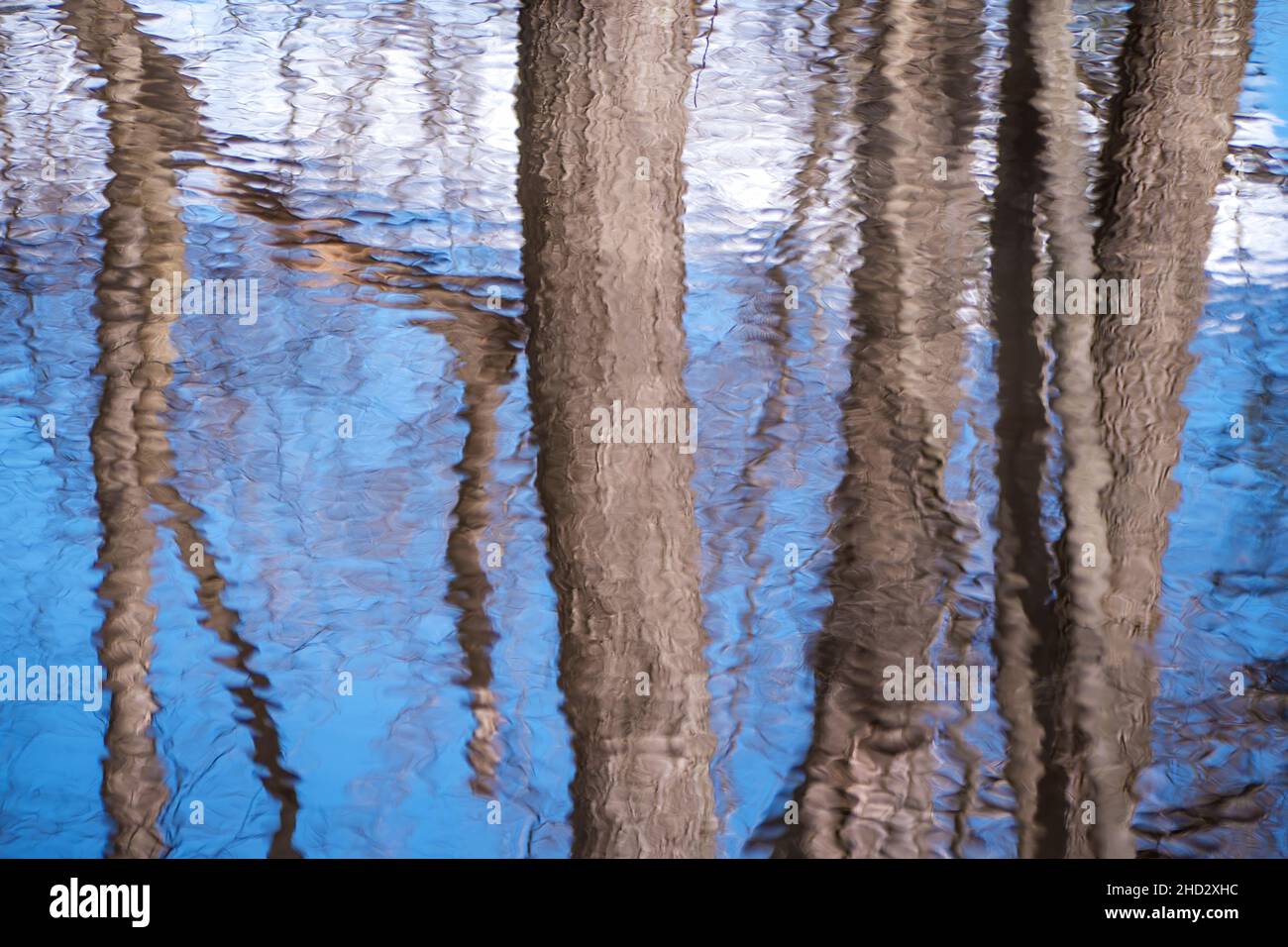 Tronchi d'albero e cielo blu riflessi nello stagno al Great Falls National Park Foto Stock