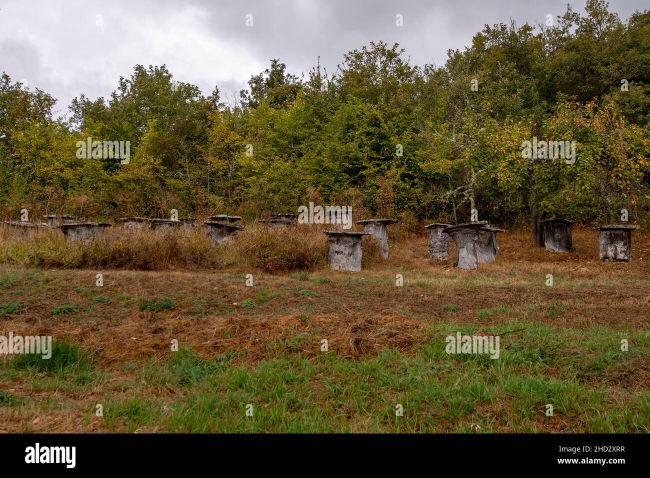 Alveari di miele ricco, in grandi tronchi d'albero. Foto Stock