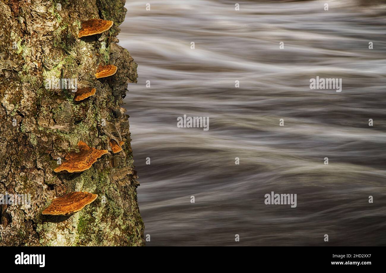 Fungo su pino vicino al fiume fluente Foto Stock