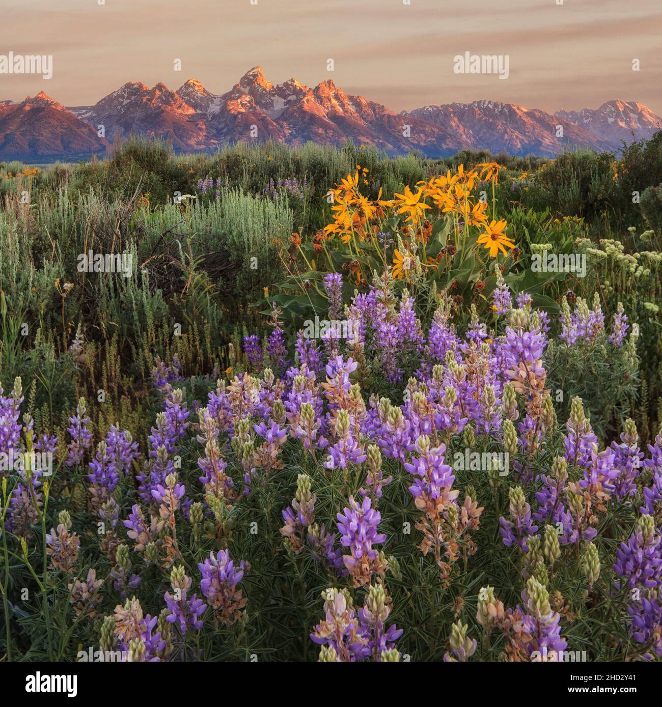 Mostra di fiori selvatici nel Grand Teton National Park nel Wyoming Foto Stock