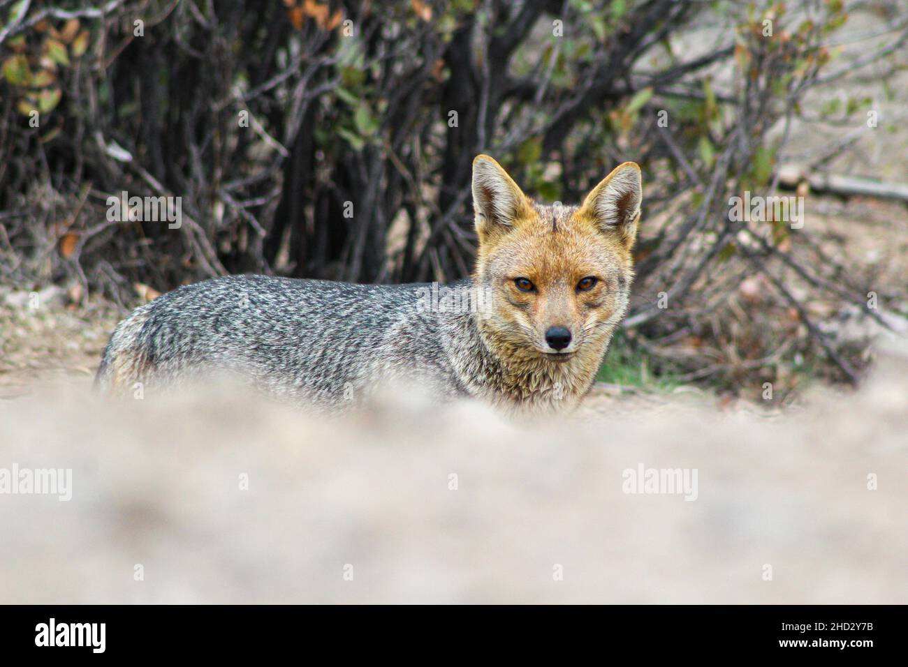 Zorro Culpeo (Lycalopex culpaeus), lo Barnechea, Cile Foto Stock
