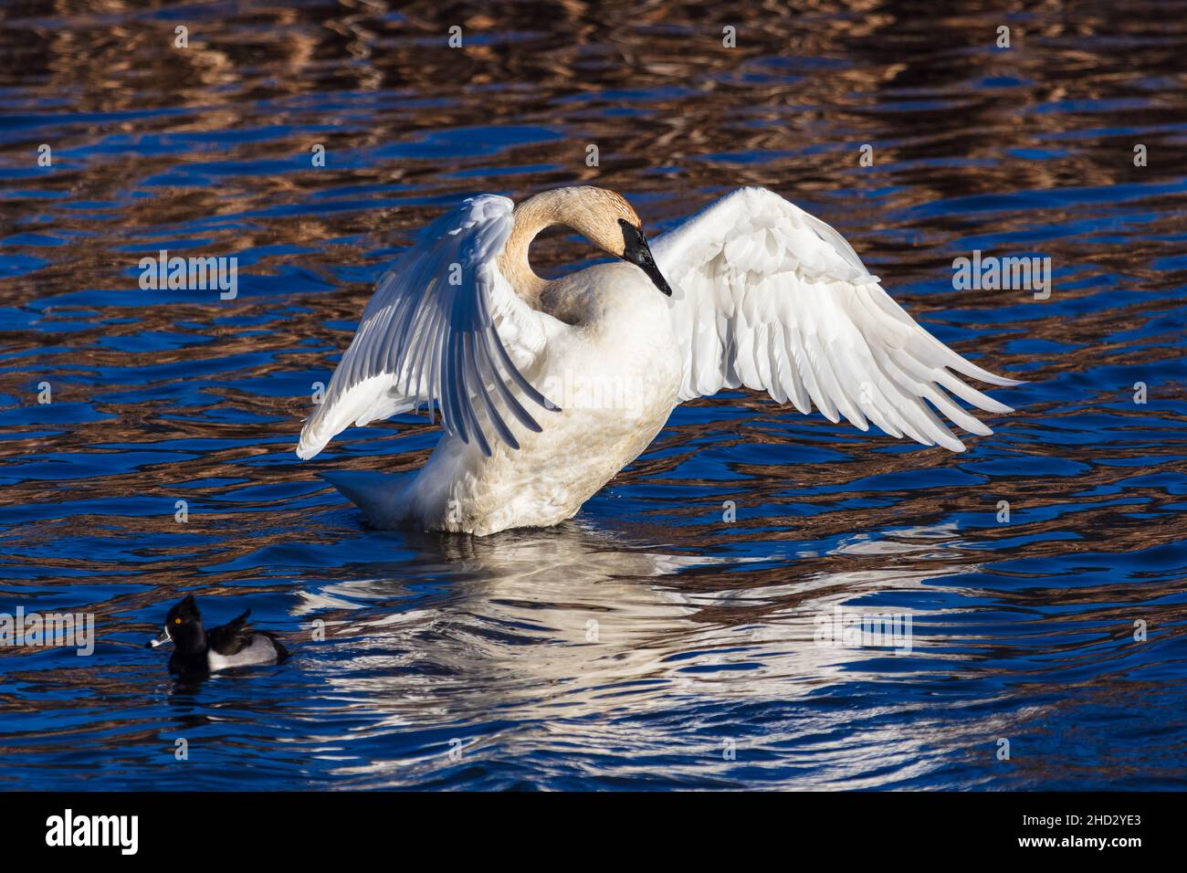 Il trombettista Swan (Cygnus buccinator) diffonde le sue ali alla luce del sole di fine giornata su uno stagno a Jackson, Wyoming Foto Stock