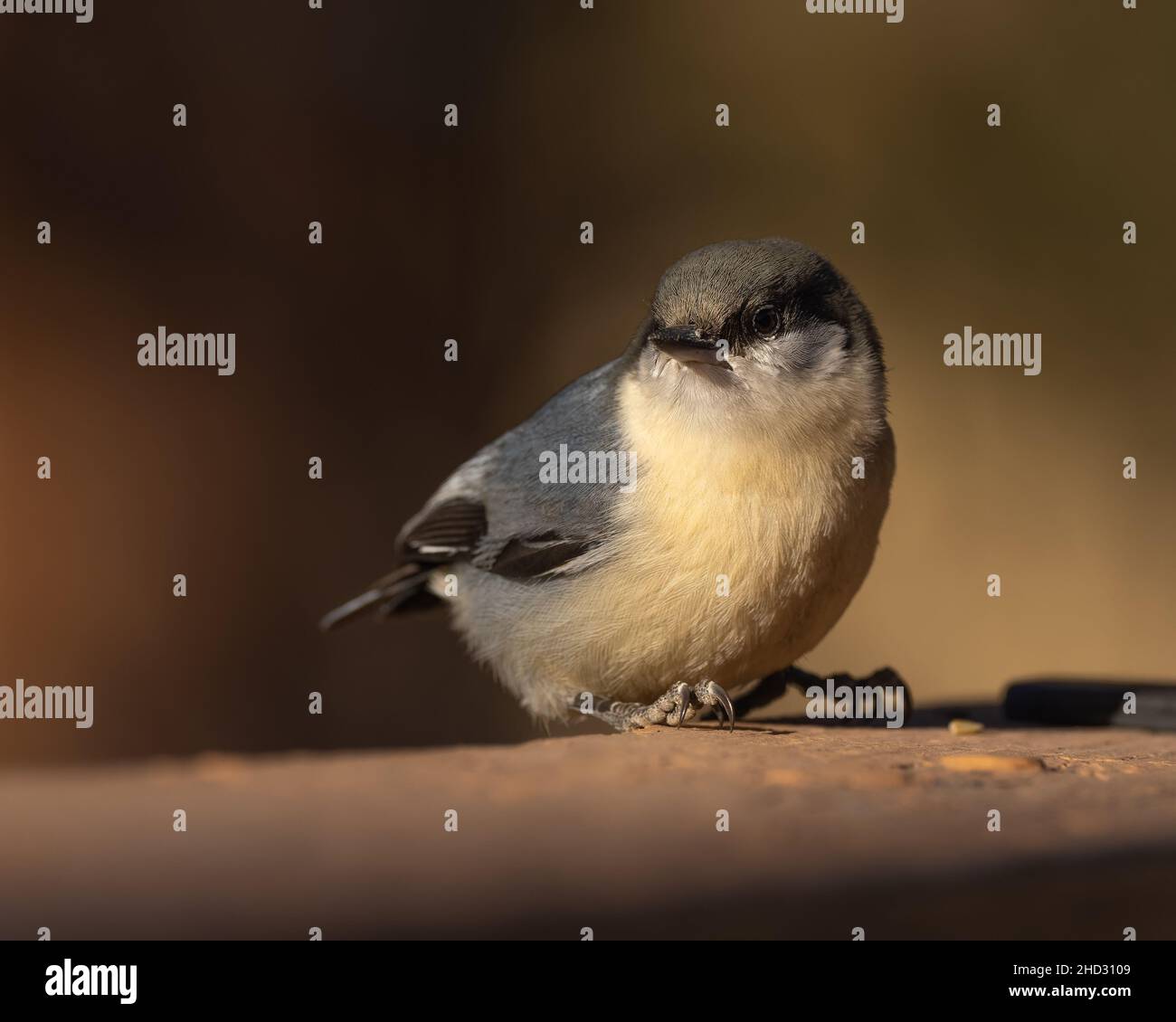 Pygmy Nuthatch a riposo Foto Stock