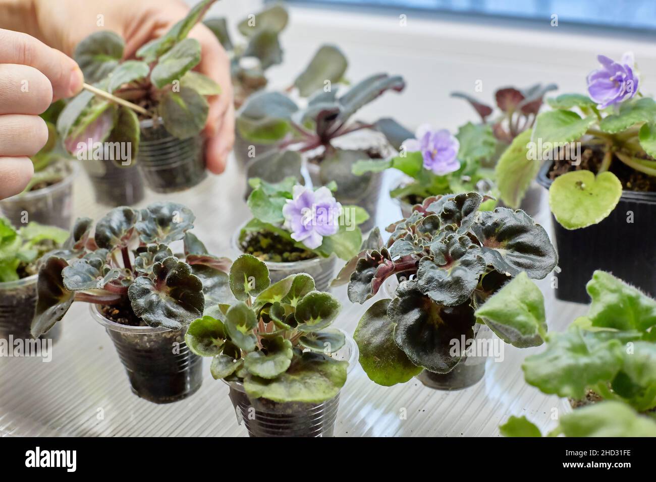 Saintpaulia, violetti africani, germogli di violetti Uzambar. Mettere a fuoco sul violetto curly. Sullo sfondo, le mani stanno allentando un germoglio verde. internatio Foto Stock