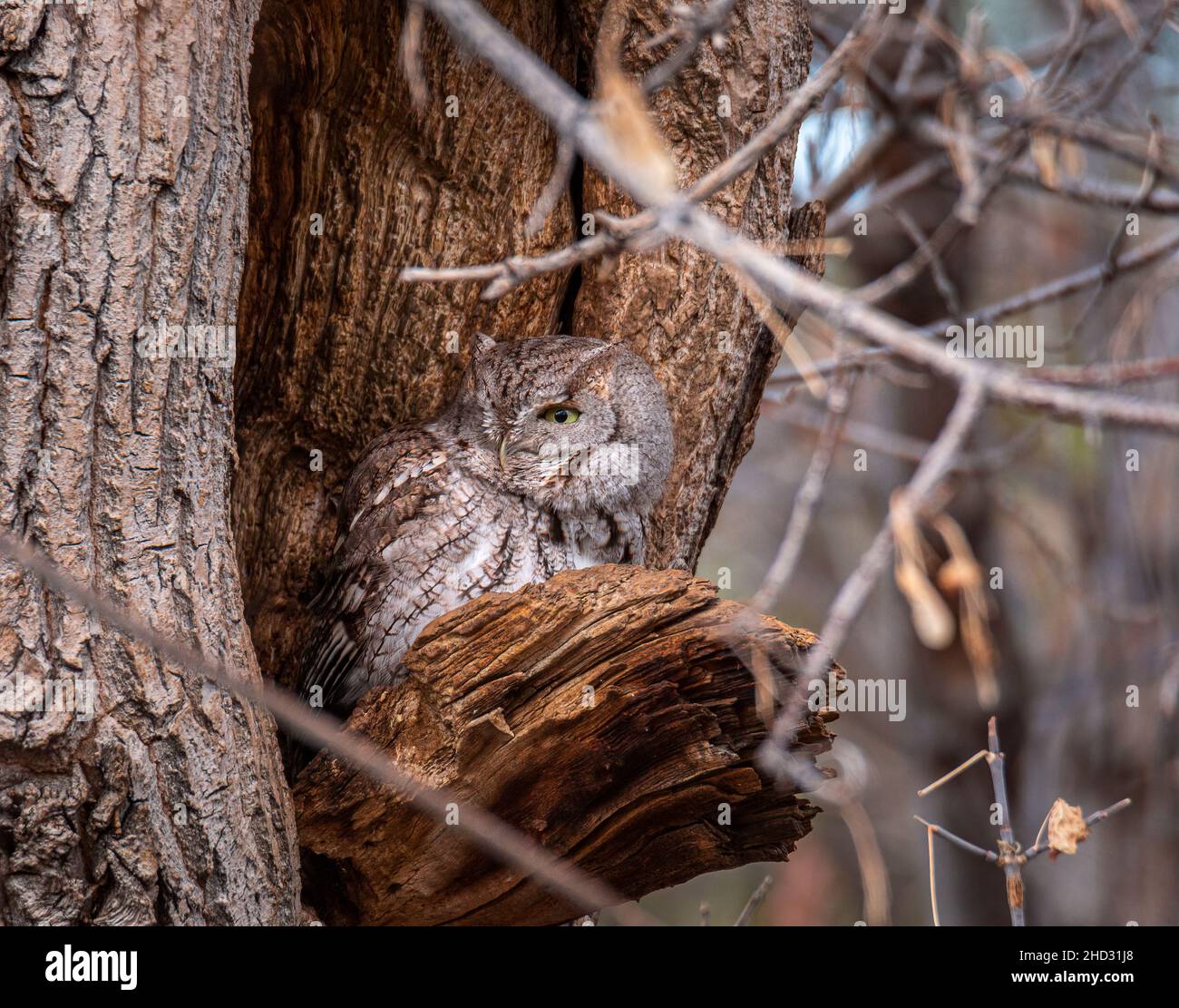 Eastern screech OWL (megascope asio) arrostito alla cavità dell'albero apertura allarme con occhi aperti Colorado, Stati Uniti d'America Foto Stock