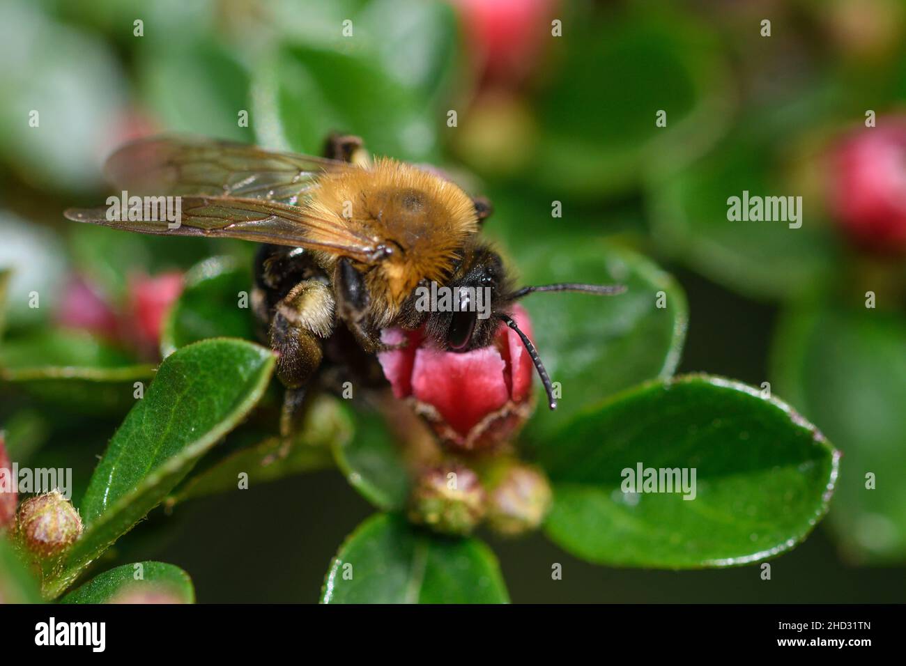 Primo piano di un'ape solitaria che si nuota sui fiori del Cotoneaster Rock Foto Stock