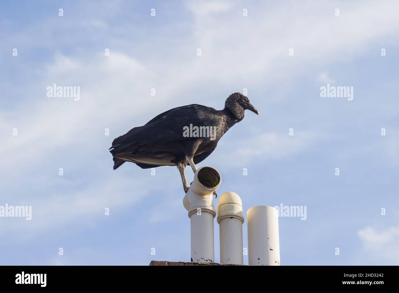 Avvoltoio con testa nera Coragyps atratus sulla cima di un edificio a Rio de Janeiro, Brasile. Foto Stock