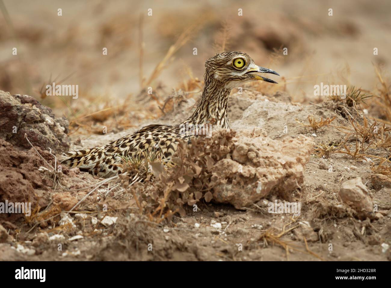 Ginocchio spesso macchiato - Burhinus capensis conosciuto anche come dikop macchiato o ginocchio spesso del capo, wader nella famiglia Burhinidae, nativo alle regioni tropicali di Foto Stock