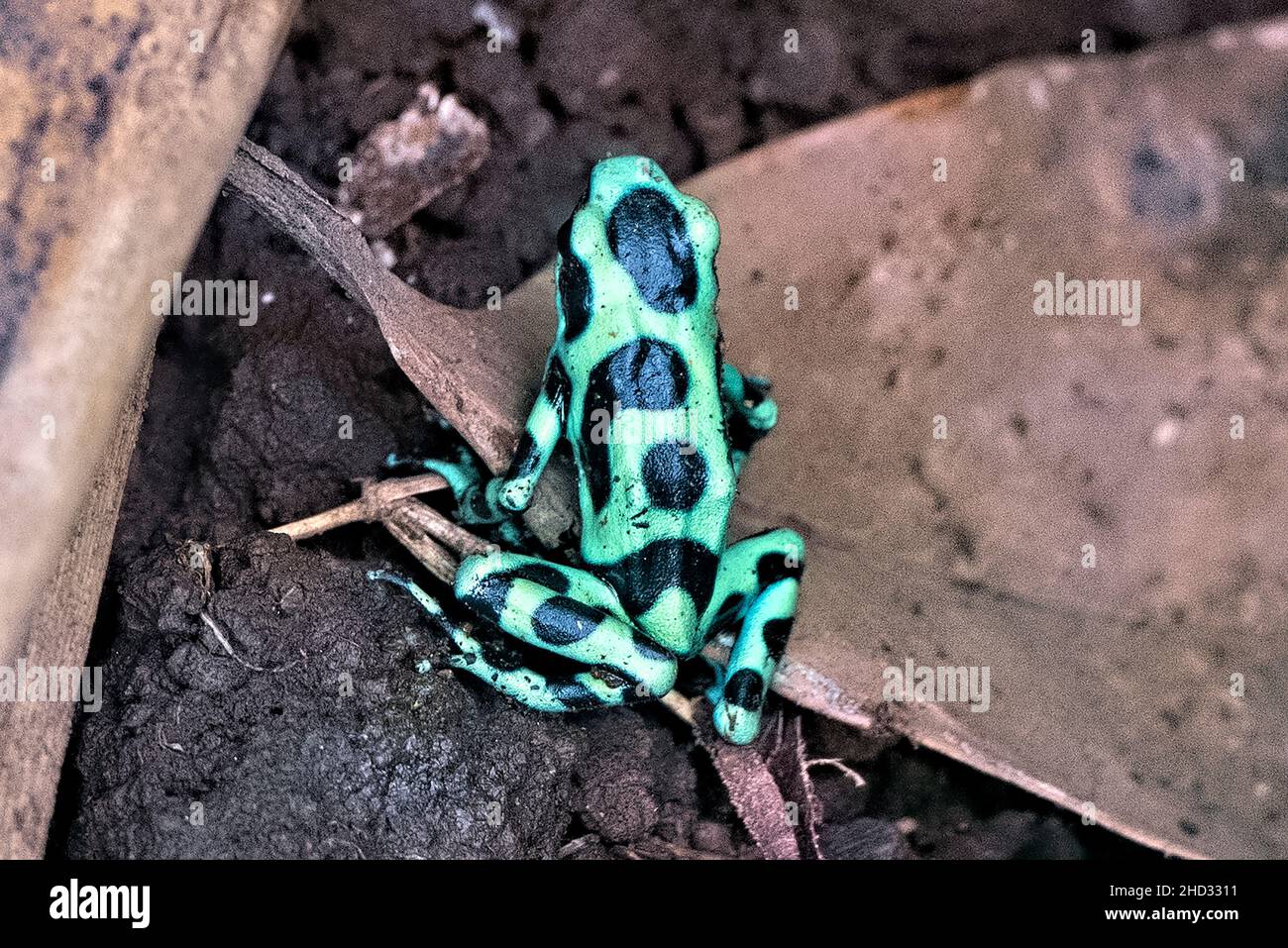 Rana avvelenata verde e nera (Dendrobates auratus), Riserva della Foresta di Monteverde Cloud, Costa Rica Foto Stock