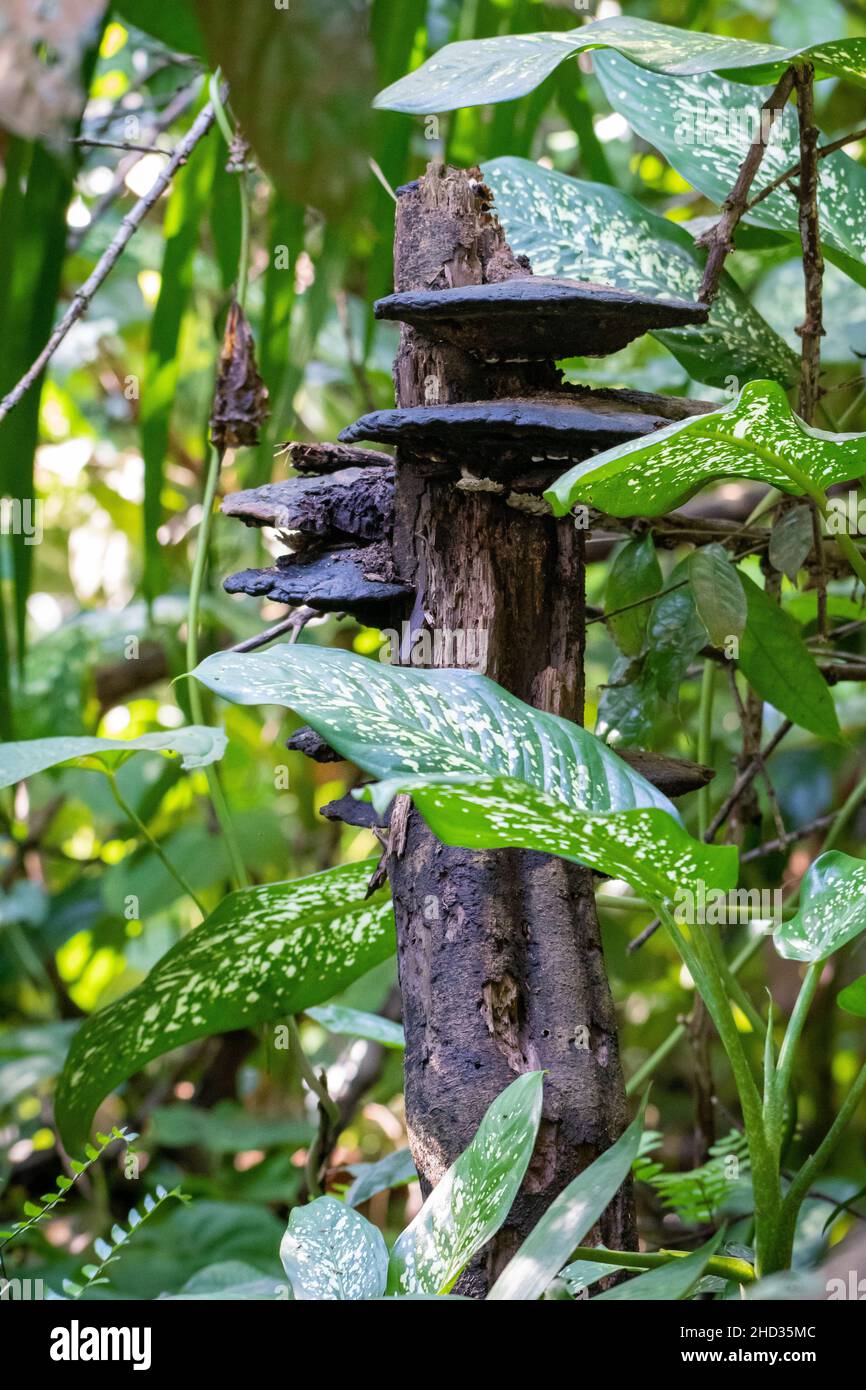 Colpo verticale di funghi tropicali nella foresta pluviale con uno sfondo sfocato di foglie Foto Stock