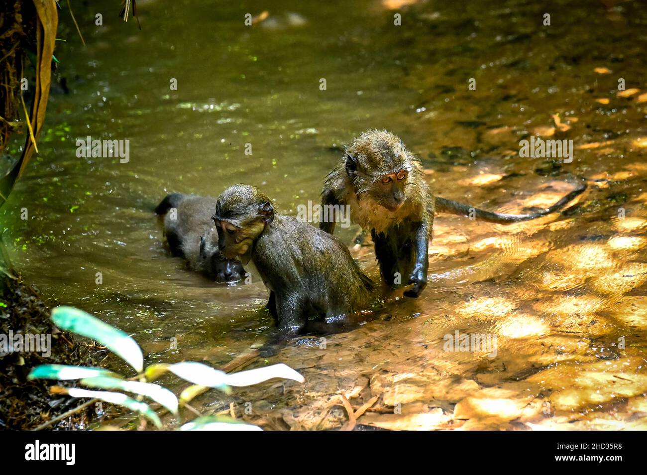 Primo piano di macachi scimmie nuotare e chilling nella natura Foto Stock