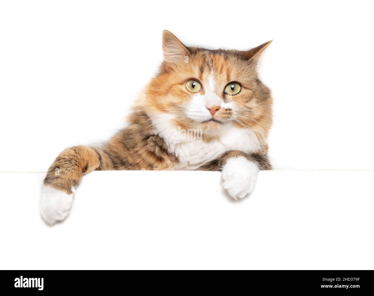 Gatto morbido isolato appeso o pendere su un tavolo bianco mentre si guarda la fotocamera. Cute capelli lunghi calico o torbie femmina kitty con impressionante asimmet Foto Stock